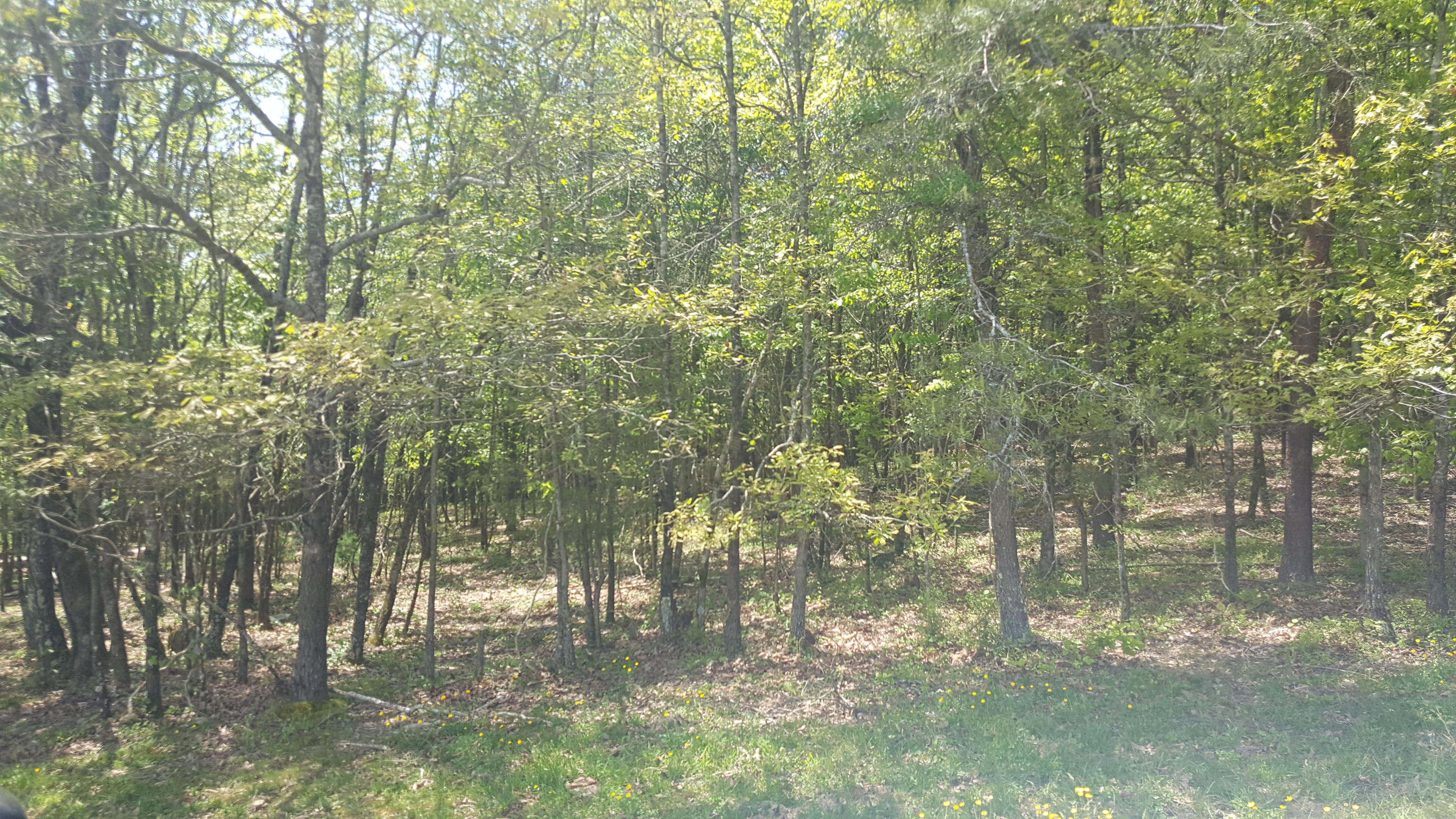 2 Fairview Road Tellico Plains, TN 37385 - Photo 18 of 31 20180502_130951