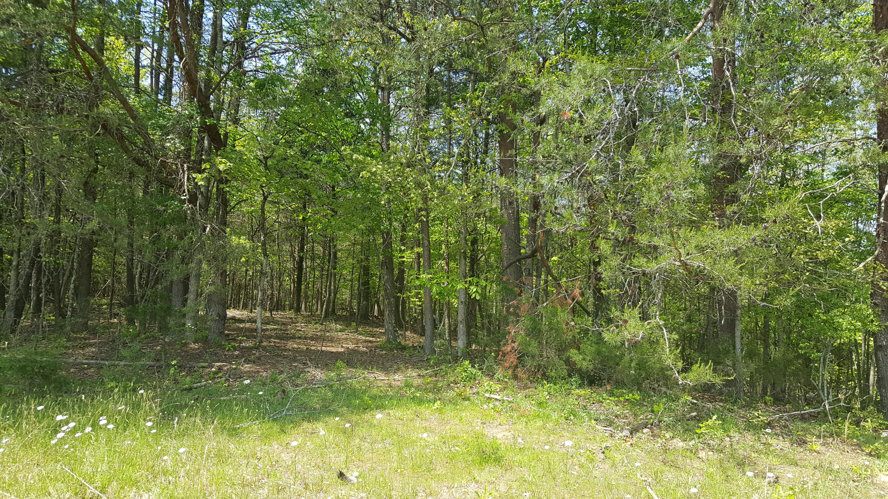 2 Fairview Road Tellico Plains, TN 37385 - Photo 23 of 31 20180502_131419