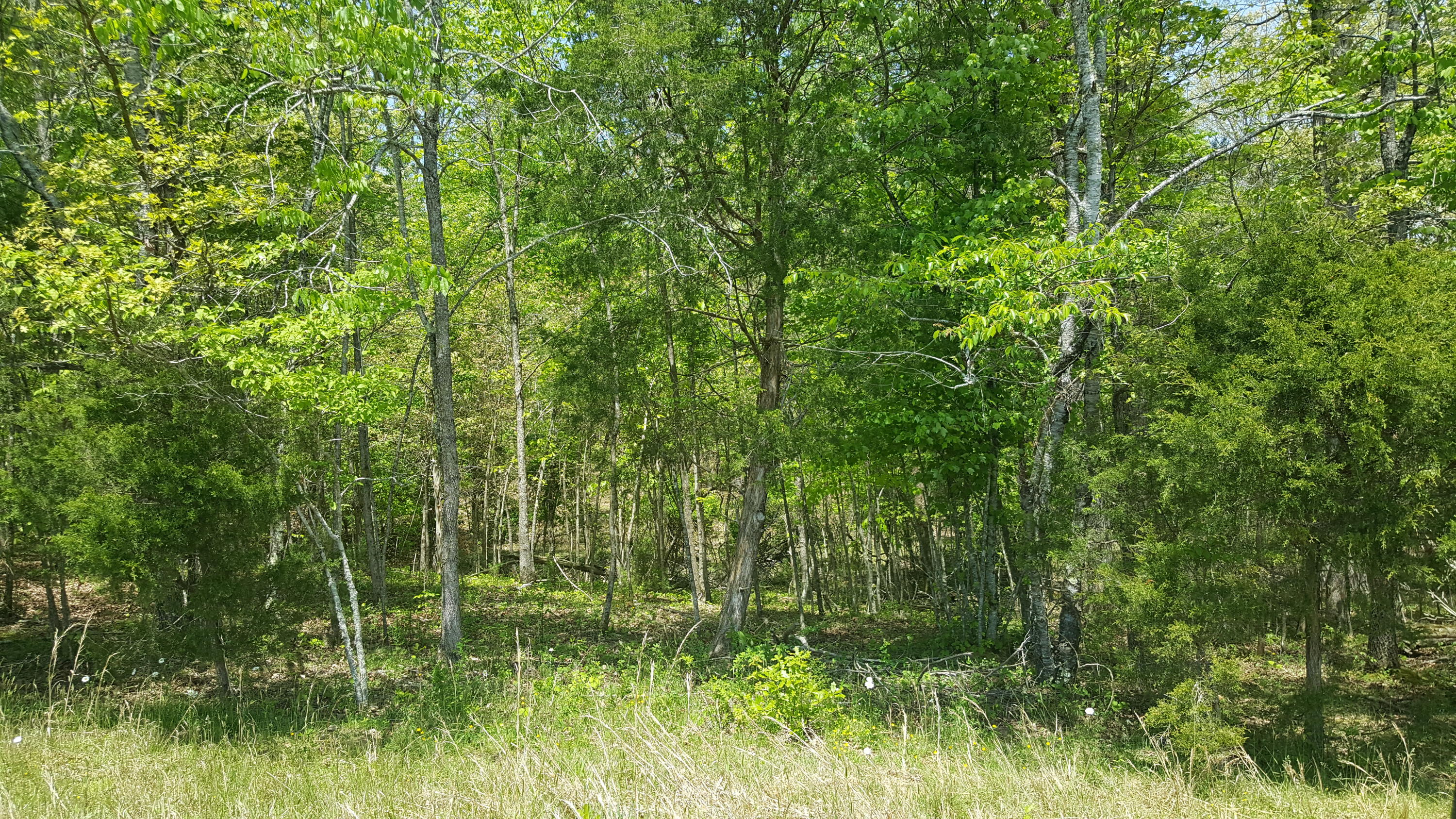 2 Fairview Road Tellico Plains, TN 37385 - Photo 27 of 31 20180502_131522