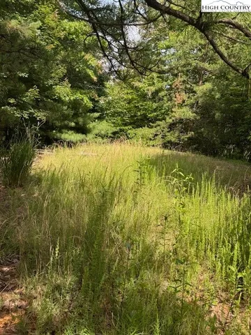 a view of a lush green field with lots of bushes