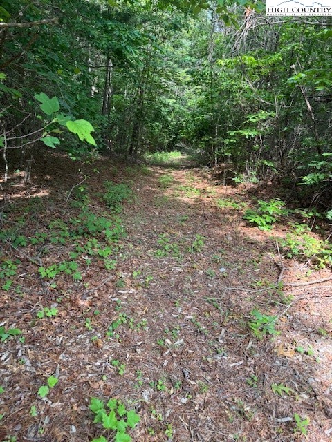 79 Elk Horn Road Ferguson, NC 28624 - Photo 3 of 21 a view of a forest with trees in the background