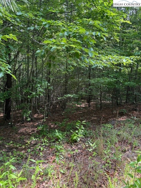 79 Elk Horn Road Ferguson, NC 28624 - Photo 7 of 21 a view of forest