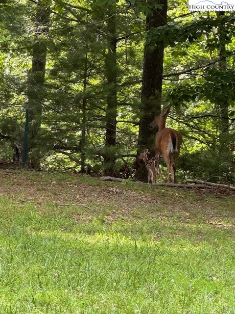 79 Elk Horn Road Ferguson, NC 28624 - Photo 8 of 21 a backyard of a house with lots of green space