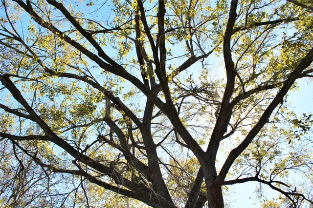 a yard with large trees