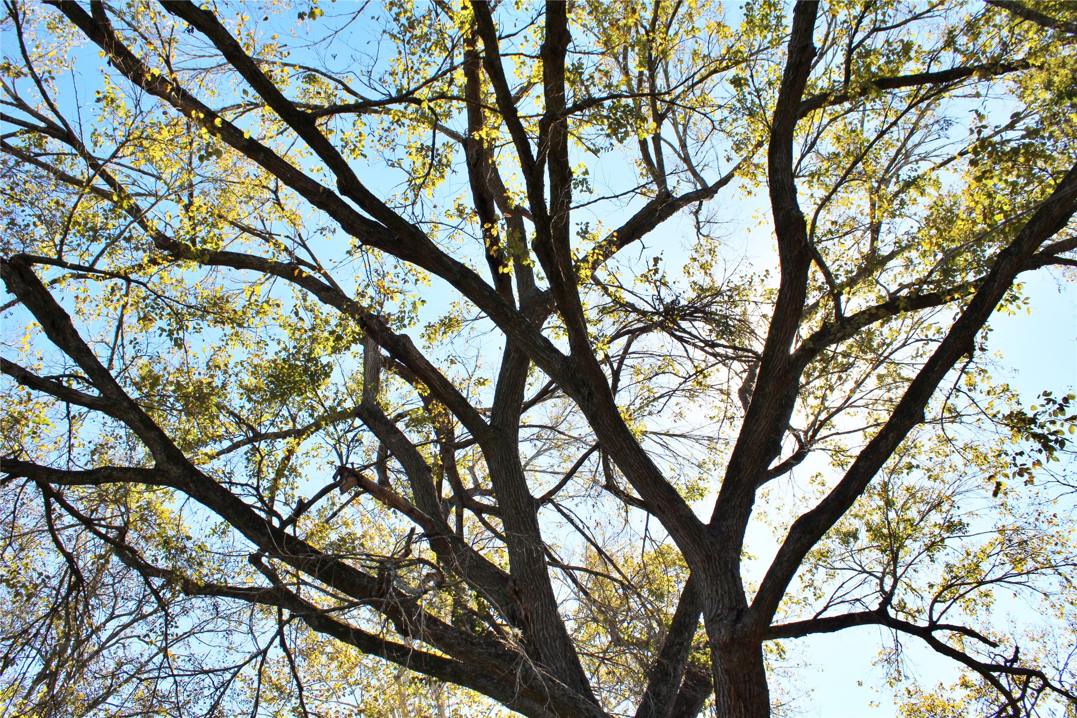 628 Austin Street Columbus, TX 78934 - Photo 5 of 8 a yard with large trees