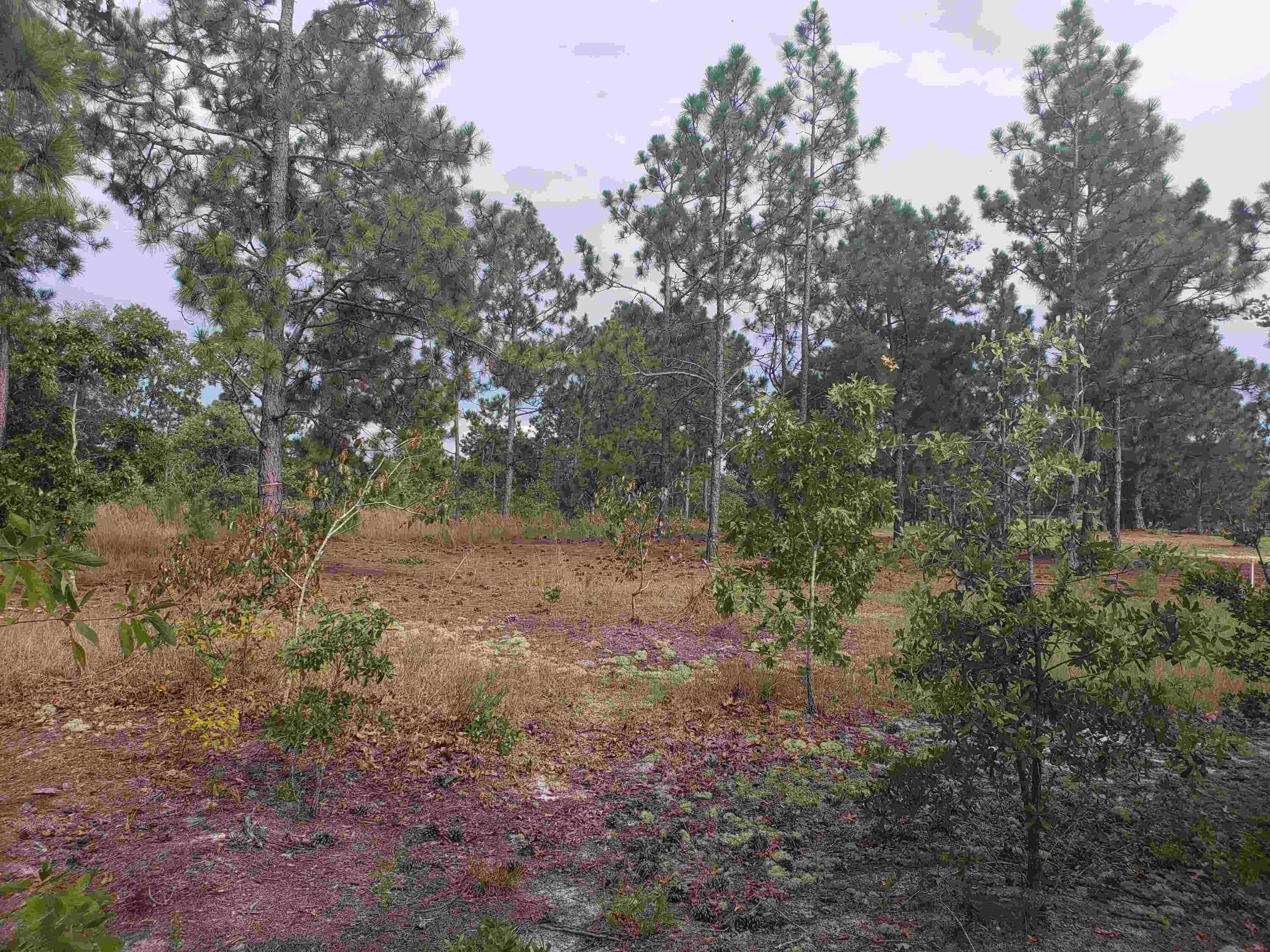 3018 Ebenezer Road Sumter, SC 29153 - Photo 20 of 39 20230729_170721_compress32