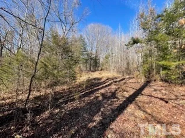 a view of a forest with trees