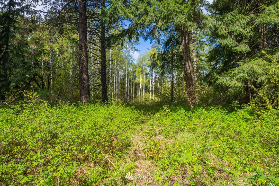10 Old Cedars Road Cle Elum, WA 98922 - Photo 7 of 9 a view of a yard with plants and large trees