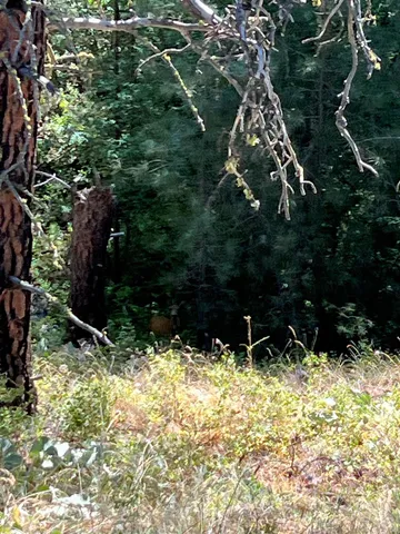 $198,000 | 20307 West Sterling Road, Unit PARCEL 12312 9018, Cheney, WA 99004