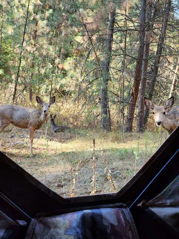 $198,000 | 20307 West Sterling Road, Unit PARCEL 12312 9018, Cheney, WA 99004