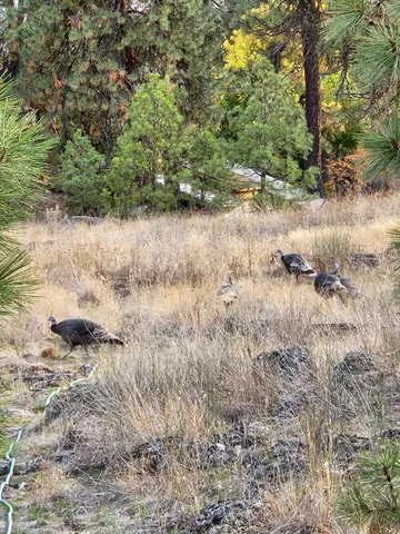 $198,000 | 20307 West Sterling Road, Unit PARCEL 12312 9018, Cheney, WA 99004