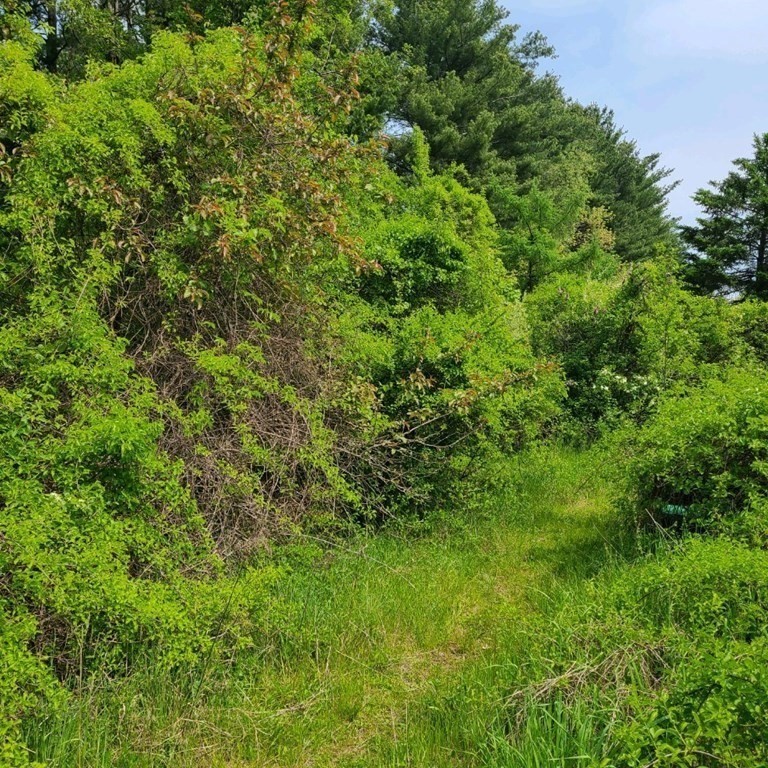 301 Tinkham Road Springfield, MA 01129 - Photo 2 of 4 a view of a lush green forest