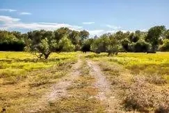a view of a lake in middle of forest