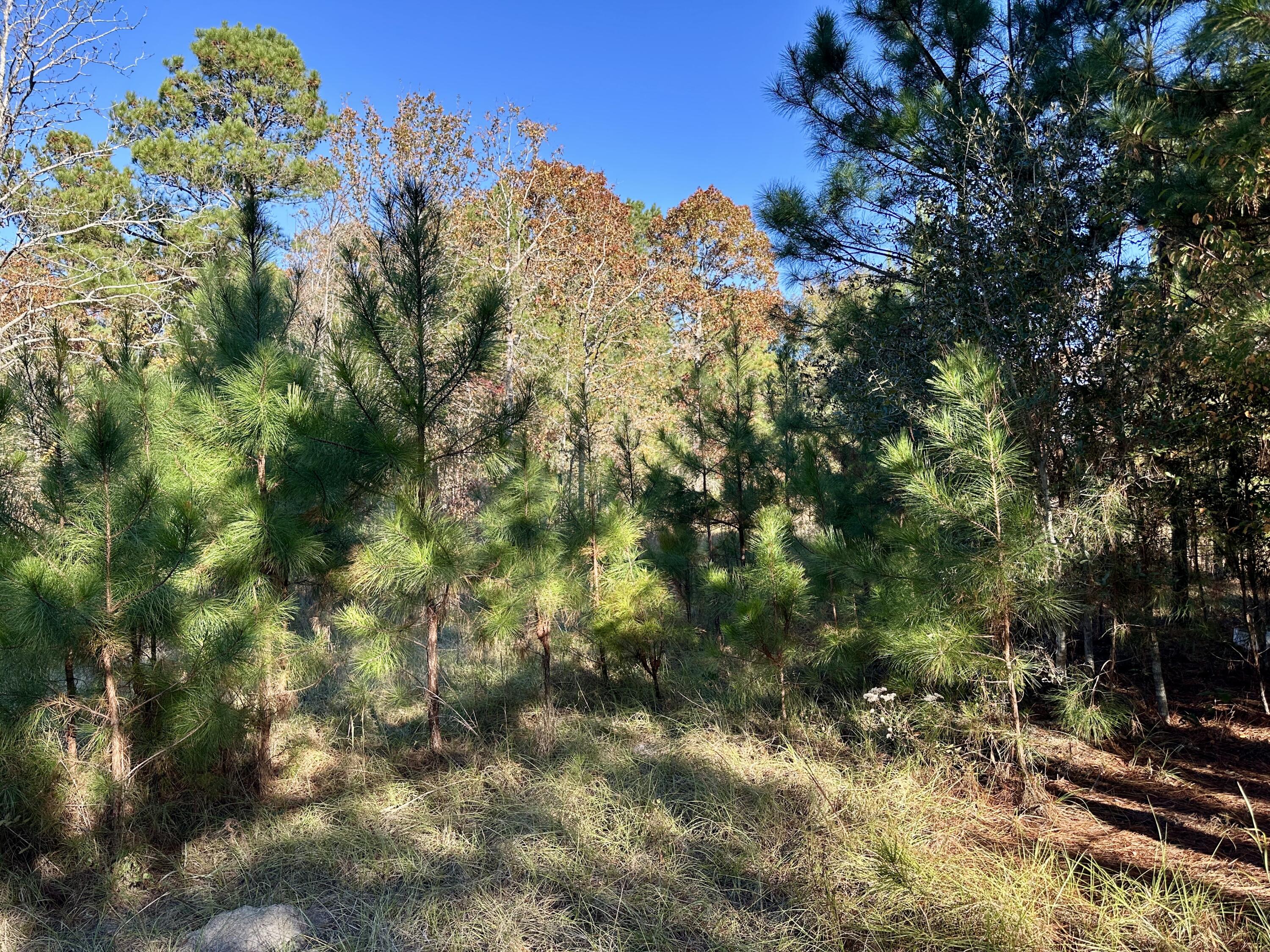 0 Virginia Road Dorchester, SC 29437 - Photo 20 of 48 IMG_2958
