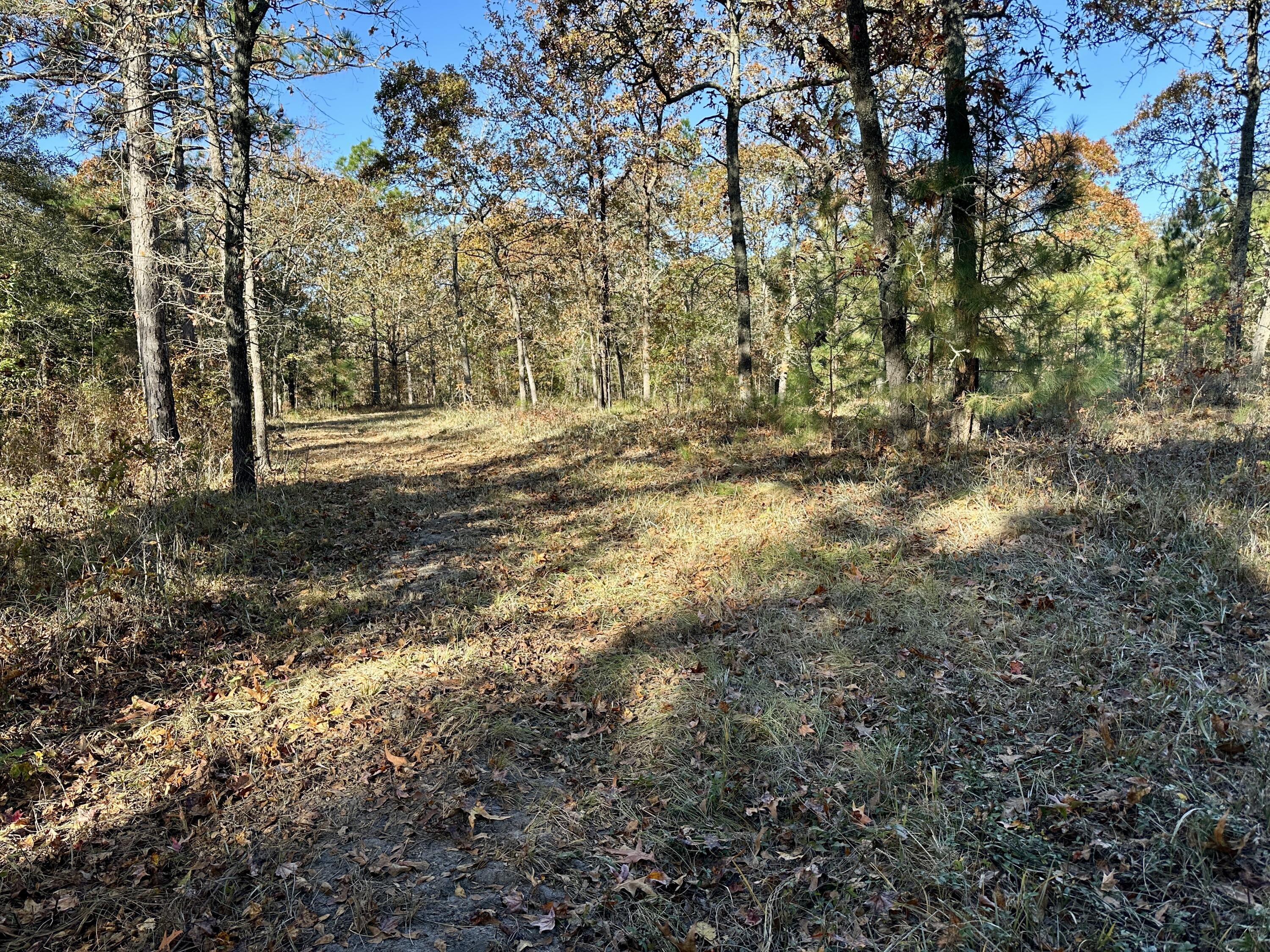 0 Virginia Road Dorchester, SC 29437 - Photo 22 of 48 IMG_2960