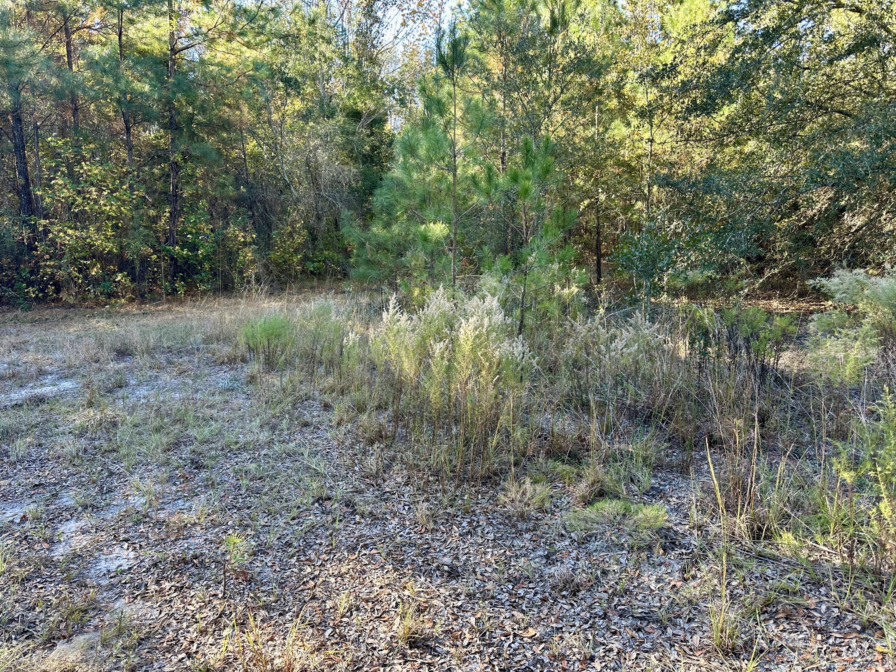 0 Virginia Road Dorchester, SC 29437 - Photo 36 of 48 IMG_2975