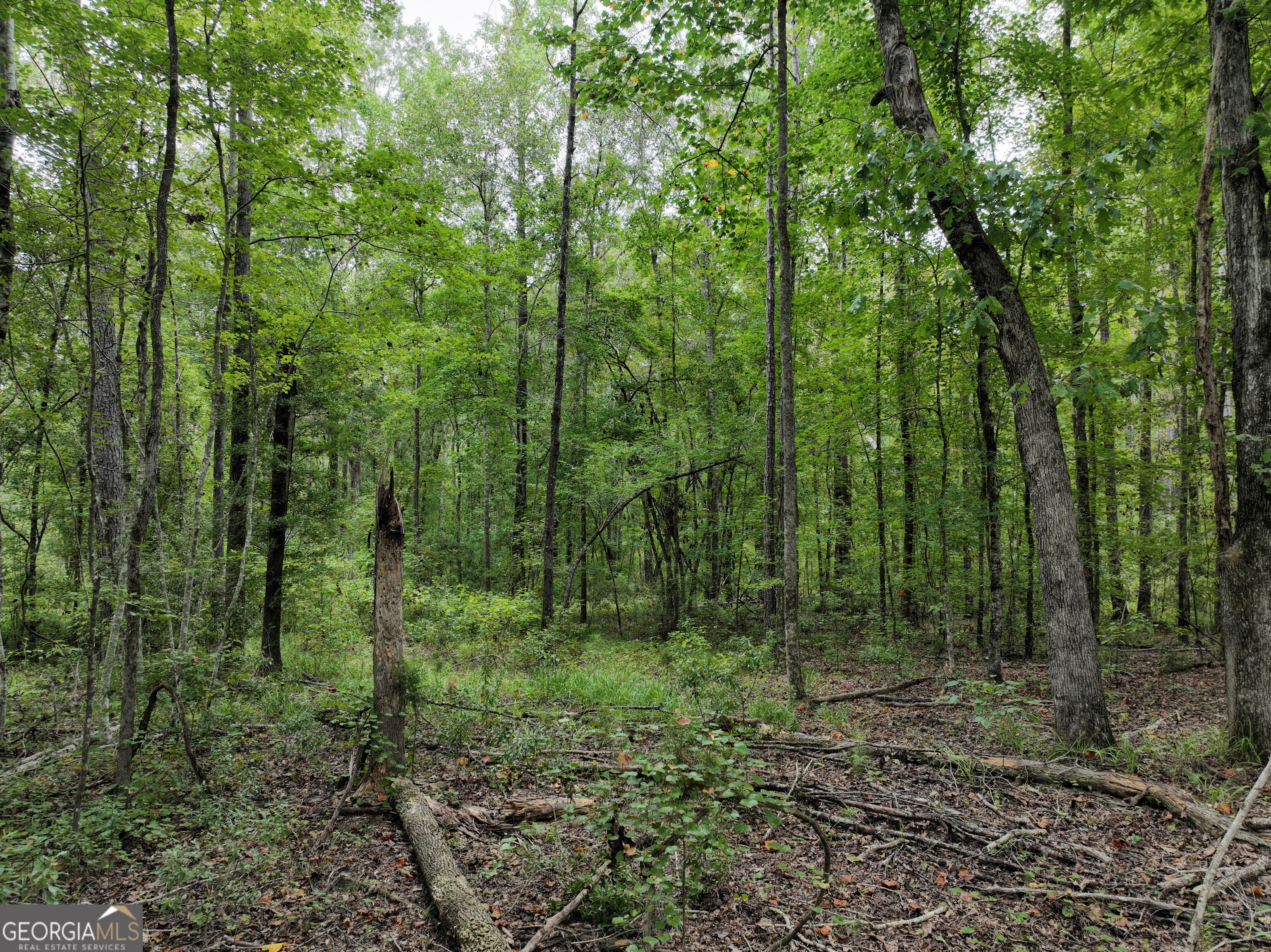 0 Buckrun Road Talbotton, GA 31827 - Photo 10 of 20 Gallery Image 10