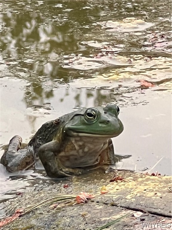 1627 Sturgeon Point Road Evans, NY 14047 - Photo 18 of 49