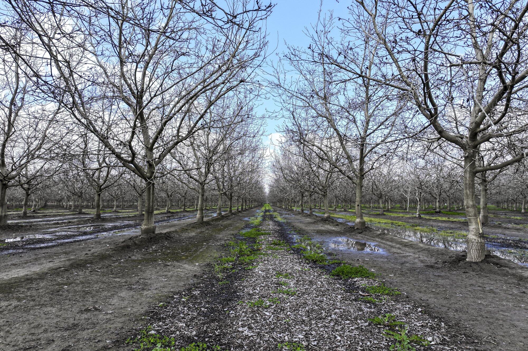 180 Rd Strathmore Ca Strathmore, CA 93267 - Photo 4 of 12 a view of a park with large trees