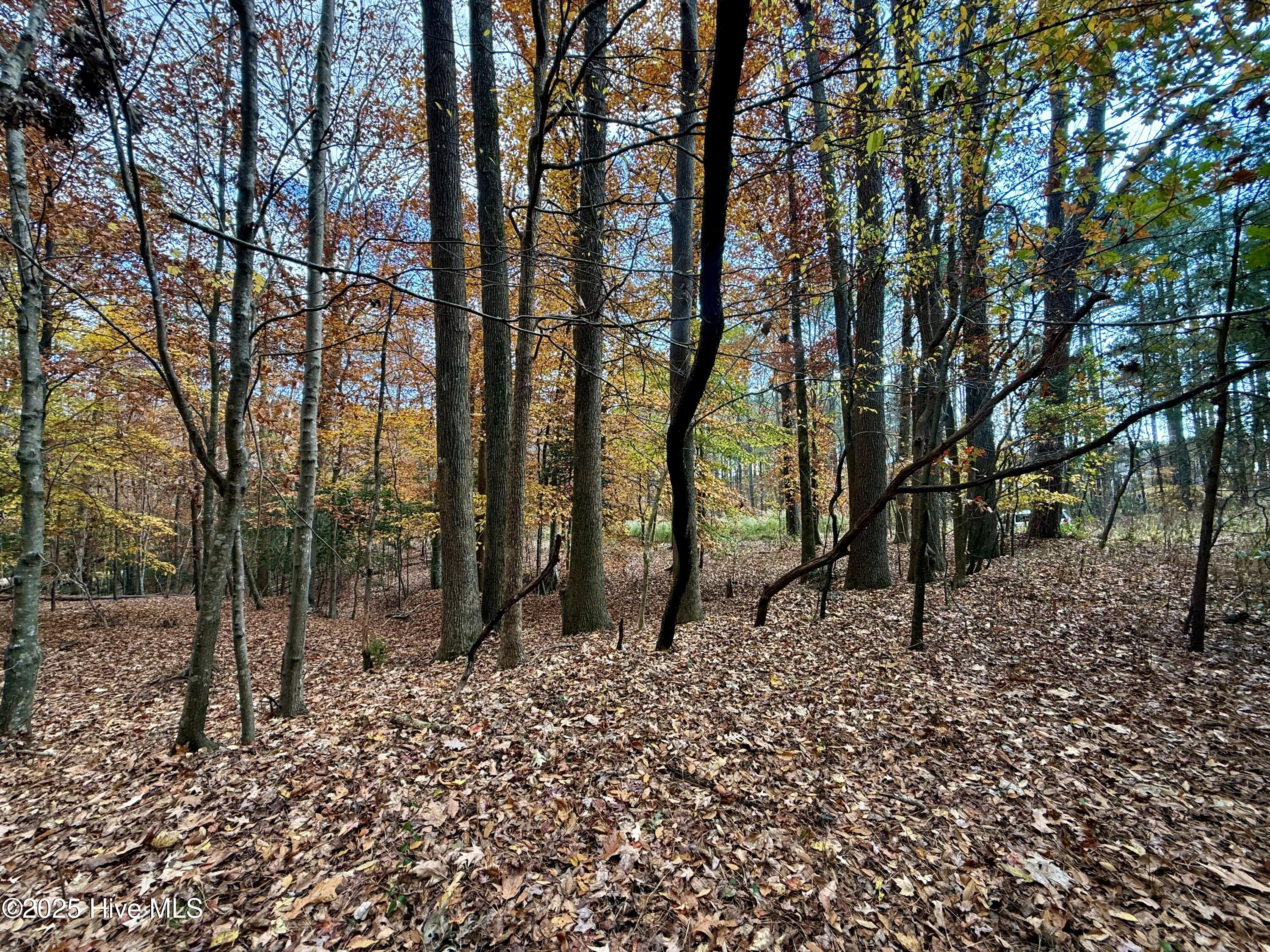 0 Williams Road Williamston, NC 27892 - Photo 11 of 16 Wooded Lot