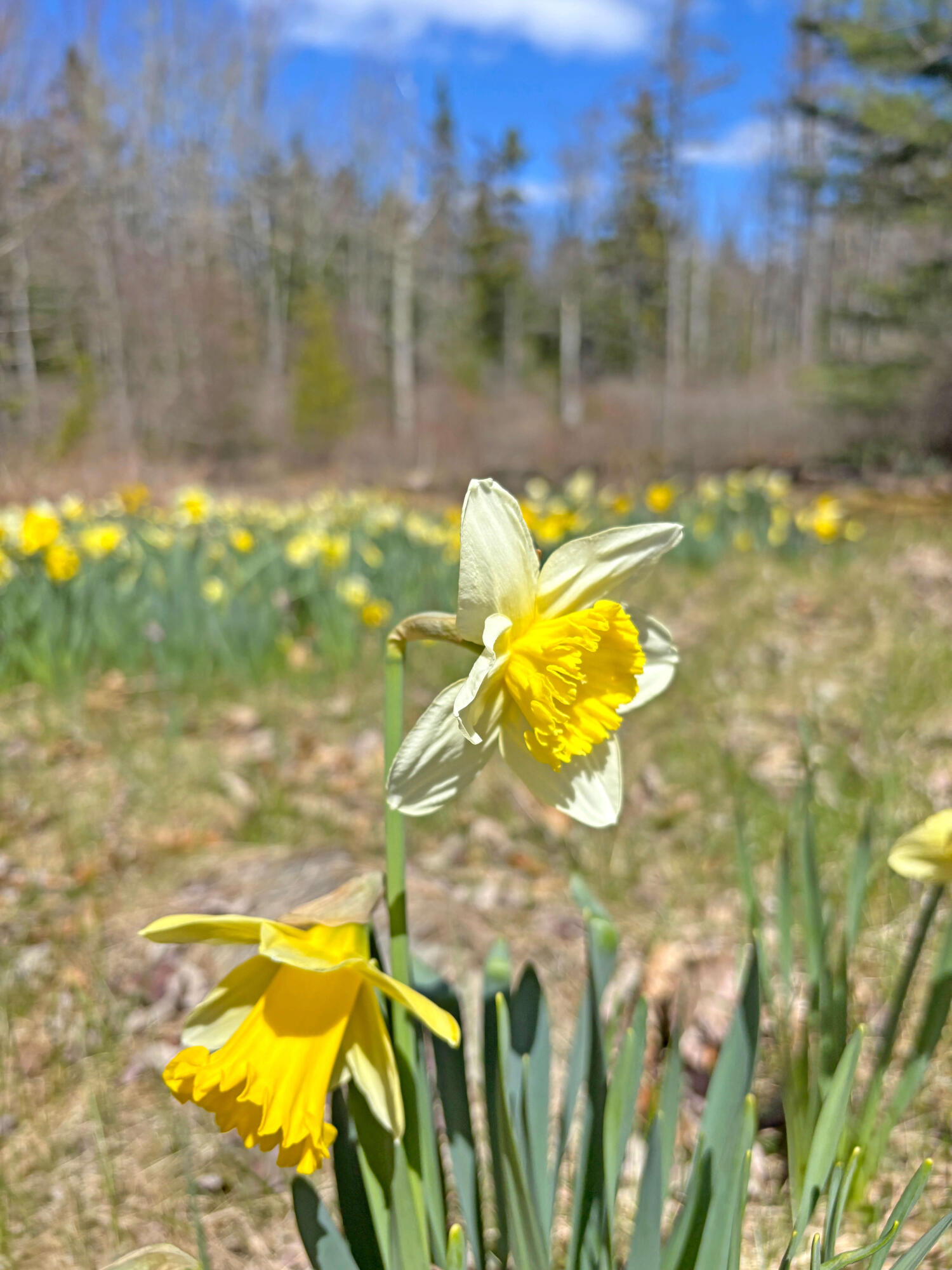 1778 Bayside Road Trenton, ME 04605 - Photo 96 of 113 Grounds (13)