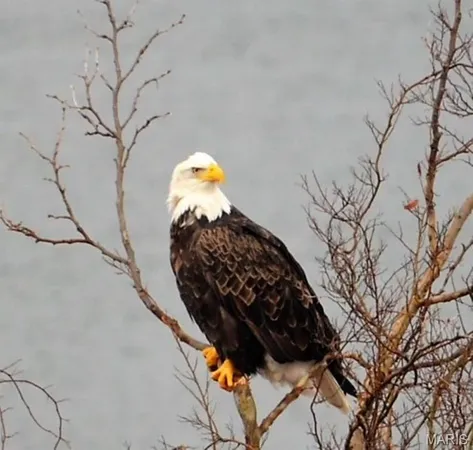 $424,900 | 700 Emerald Point Drive, Unit 302, Hollister, MO 65672