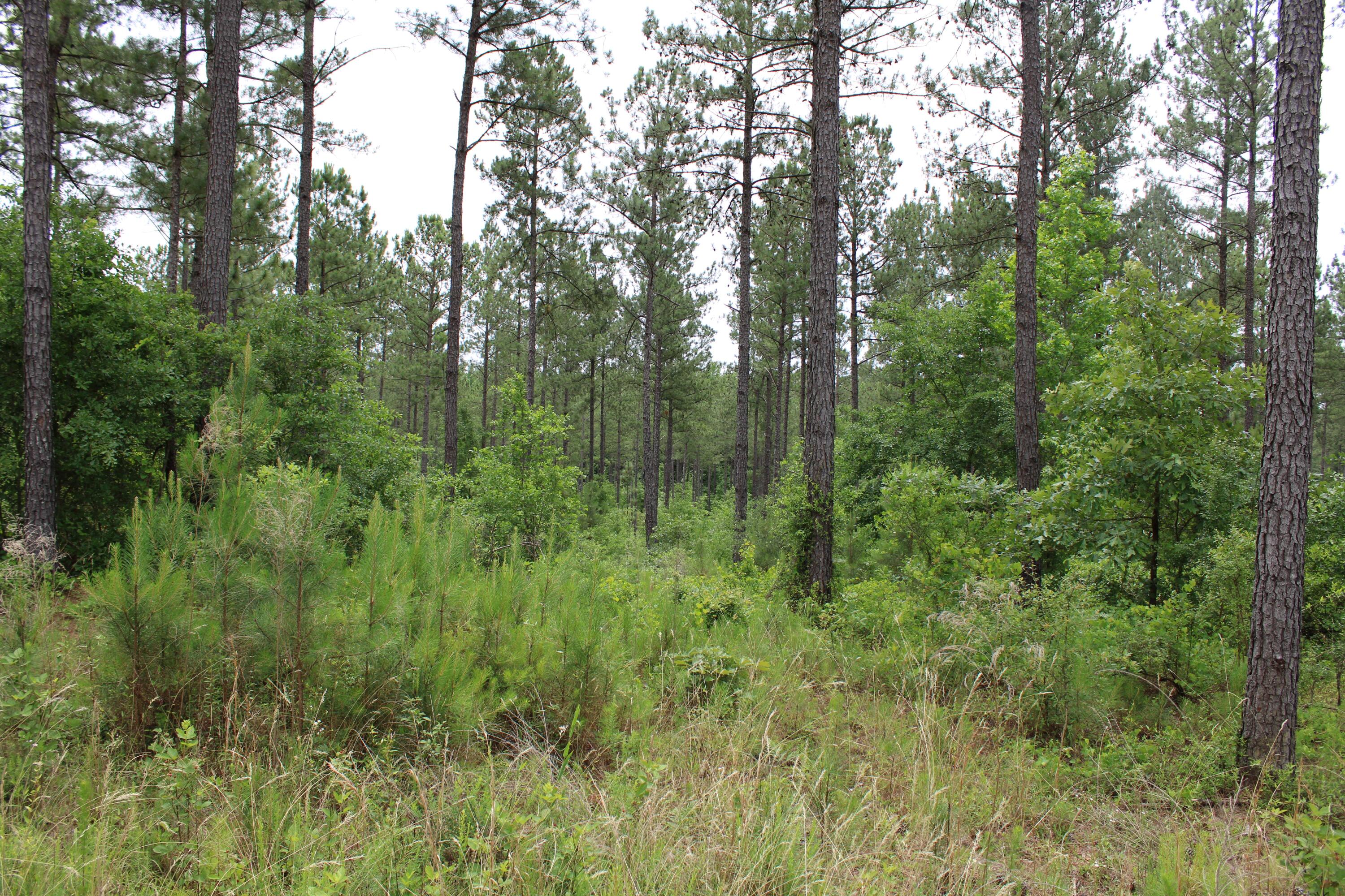 4 New Holland Road Aiken, SC 29805 - Photo 5 of 5