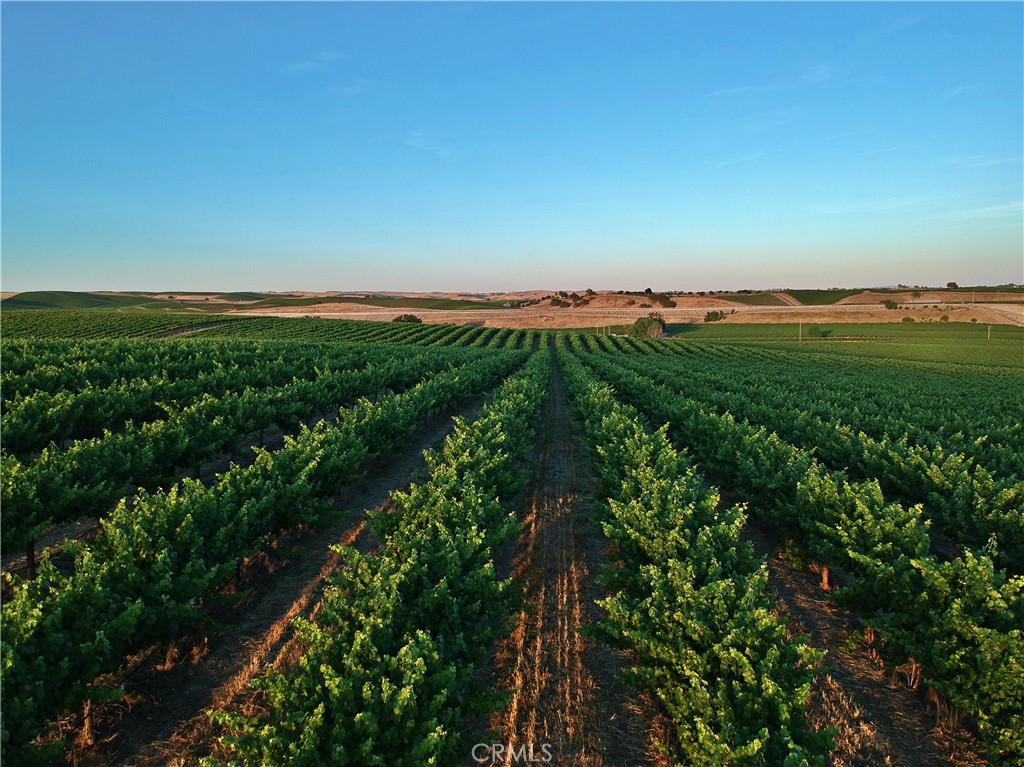 2980 Pleasant Road San Miguel, CA 93451 - Photo 14 of 23 Cabernet Sauvignon vineyard