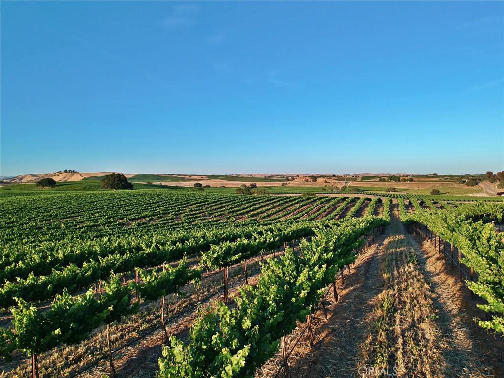 2980 Pleasant Road San Miguel, CA 93451 - Photo 15 of 23 65 acres Cabernet Sauvignon