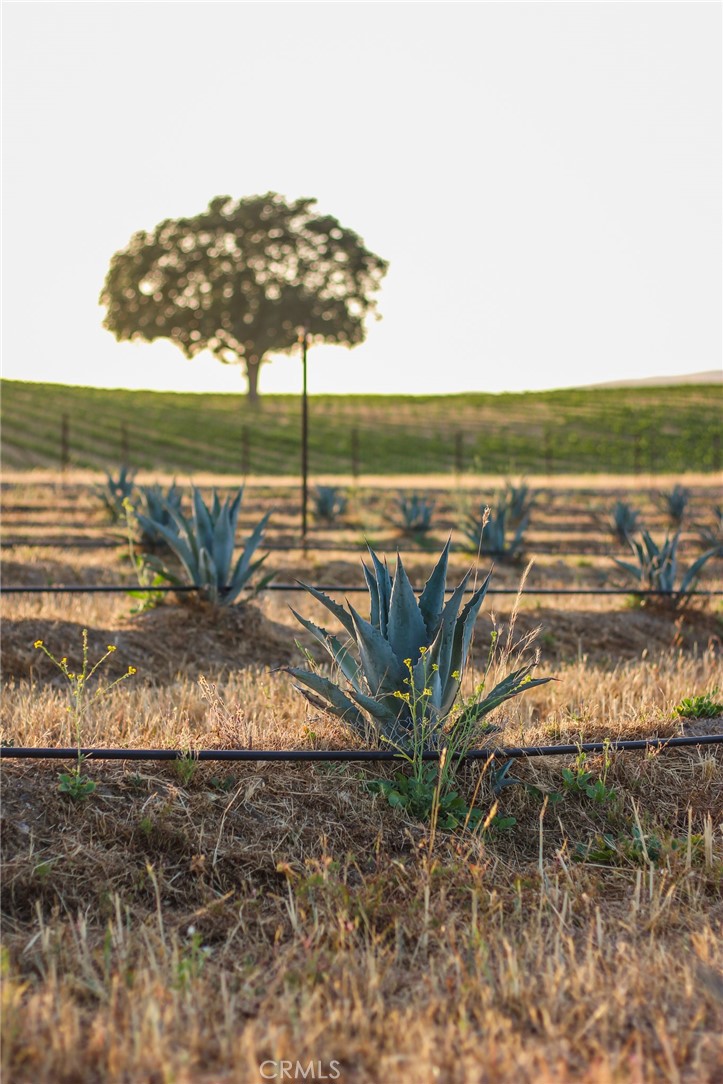 2980 Pleasant Road San Miguel, CA 93451 - Photo 16 of 23 Agave 9 varietals
