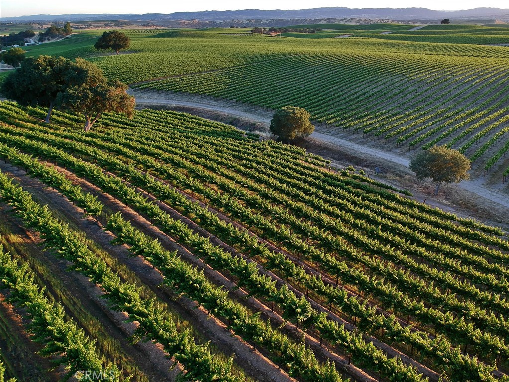 2980 Pleasant Road San Miguel, CA 93451 - Photo 4 of 23 65 acres Cabernet Sauvignon