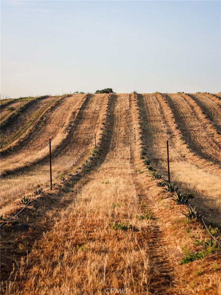 2980 Pleasant Road San Miguel, CA 93451 - Photo 5 of 23 Agave 2.5 acres