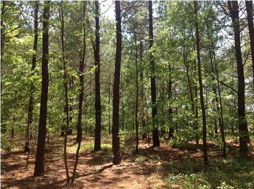 0 Mose Wilson Lane Ridgeville, SC 29472 - Photo 3 of 10 Additional Photo
