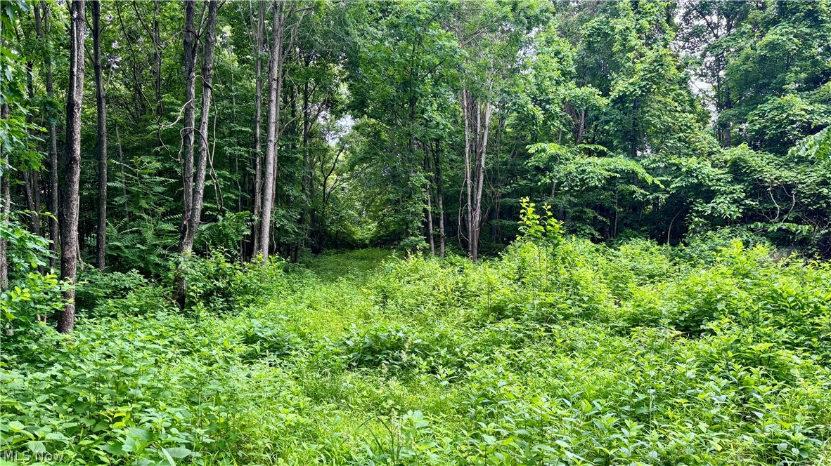 Marlott Run Road Kimbolton, OH 43749 - Photo 33 of 49