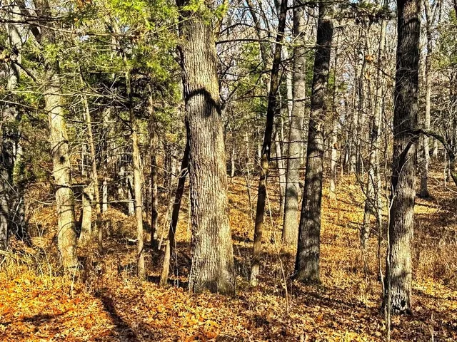 $149,000 | 0 Southeast 871 Road, Collins, MO 64738