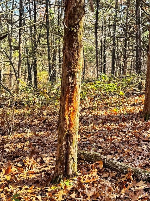 0 Southeast 871 Road Collins, MO 64738 - Photo 13 of 35