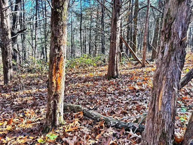 $149,000 | 0 Southeast 871 Road, Collins, MO 64738