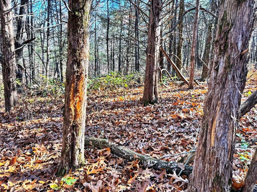 0 Southeast 871 Road Collins, MO 64738 - Photo 14 of 35