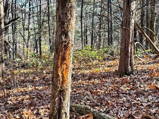 $149,000 | 0 Southeast 871 Road, Collins, MO 64738