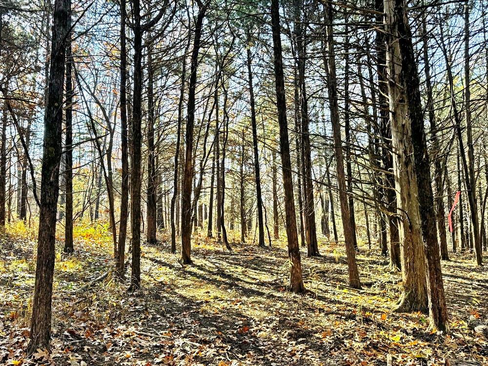 0 Southeast 871 Road Collins, MO 64738 - Photo 16 of 35