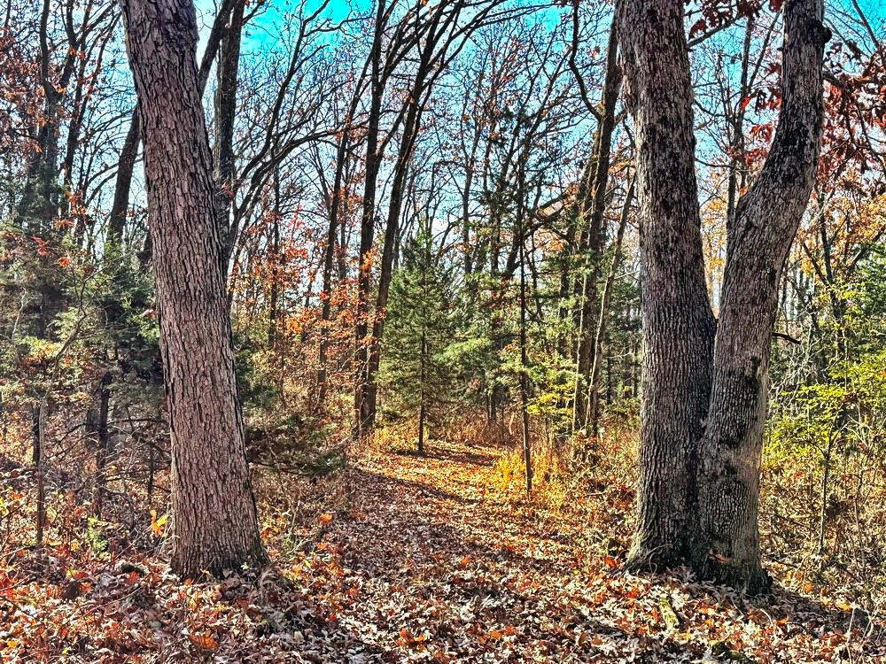 0 Southeast 871 Road Collins, MO 64738 - Photo 17 of 35