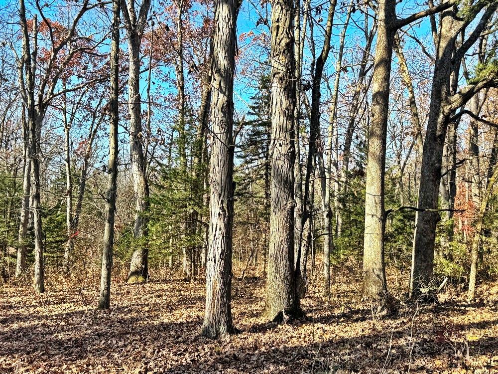 0 Southeast 871 Road Collins, MO 64738 - Photo 19 of 35