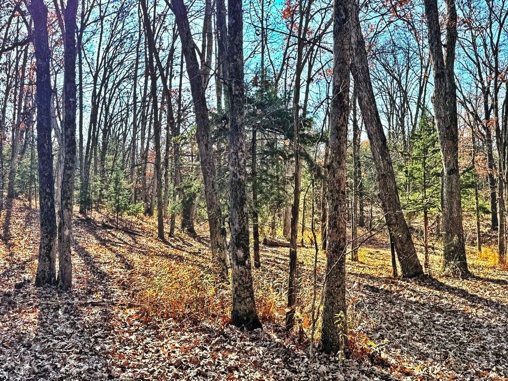 0 Southeast 871 Road Collins, MO 64738 - Photo 21 of 35