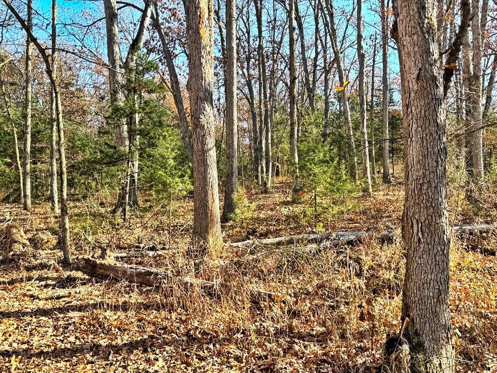 0 Southeast 871 Road Collins, MO 64738 - Photo 24 of 35