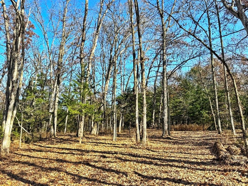 0 Southeast 871 Road Collins, MO 64738 - Photo 25 of 35