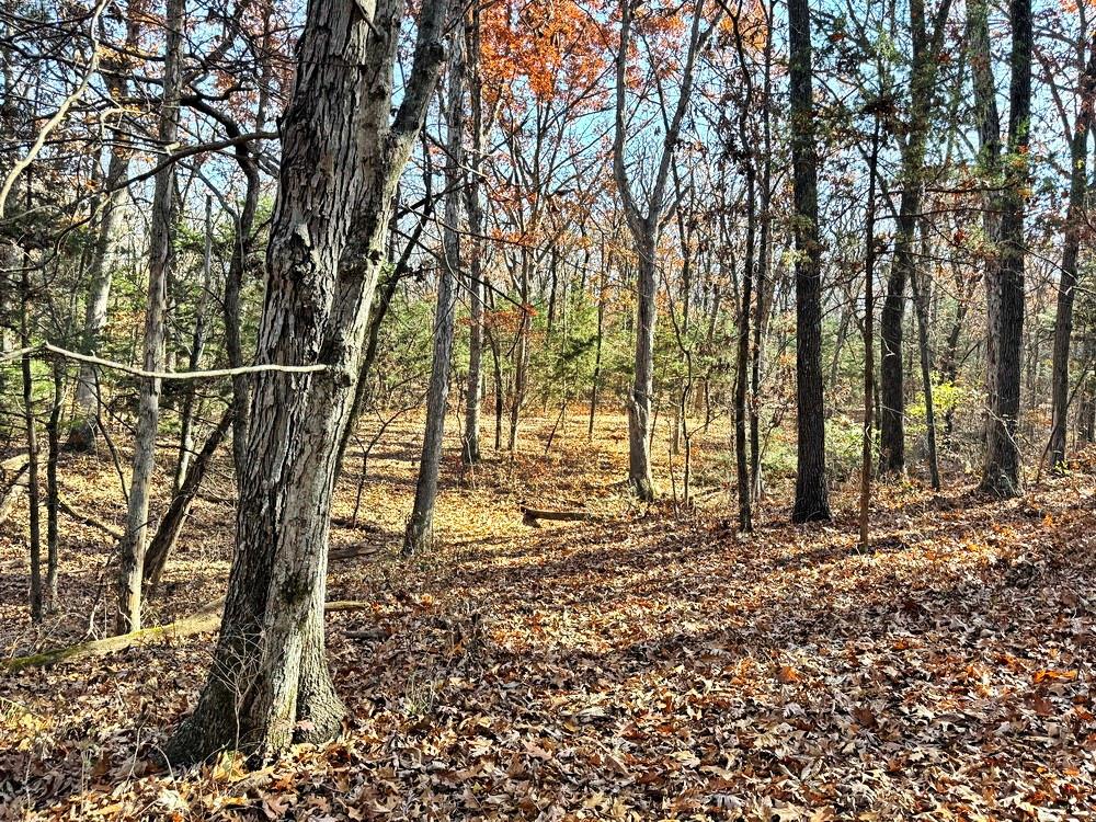 0 Southeast 871 Road Collins, MO 64738 - Photo 29 of 35