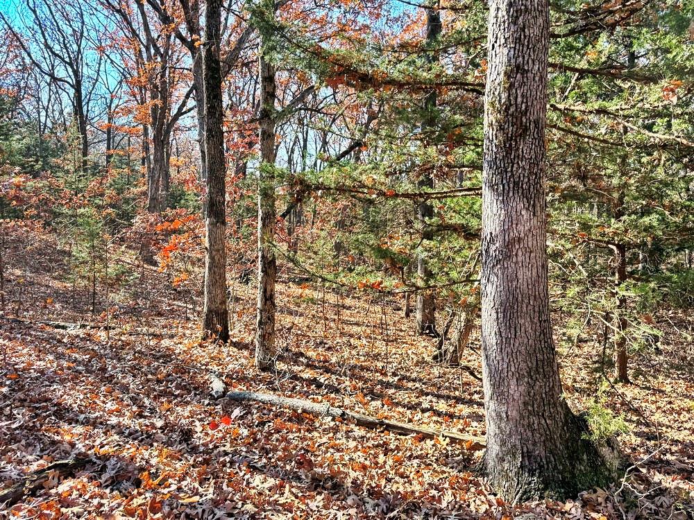 0 Southeast 871 Road Collins, MO 64738 - Photo 7 of 35