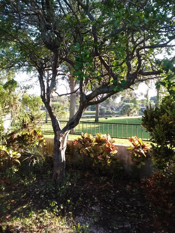 6810 Allegre Court Boca Raton, FL 33433 - Photo 7 of 9 COURT YARD