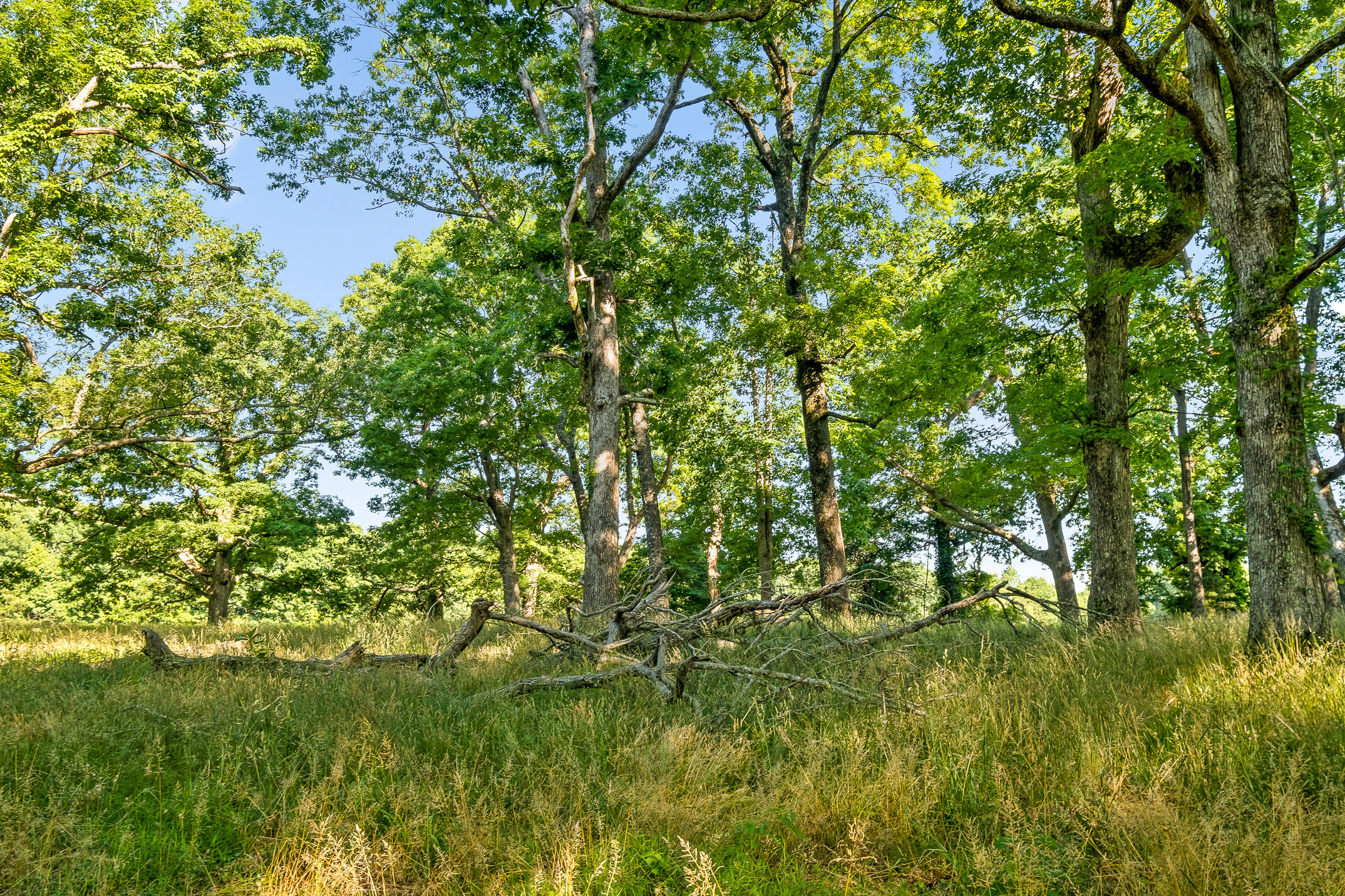 1234 Long Branch Road Menlo, GA 30731 - Photo 40 of 41 Acreage