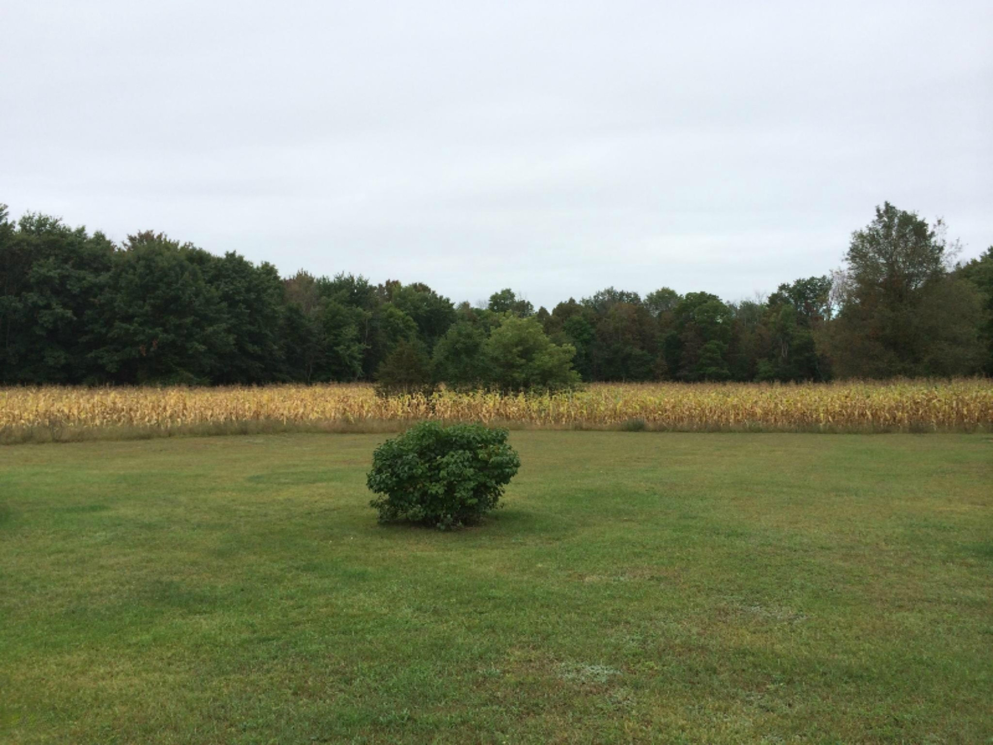 10172 East Klees Road Crystal, MI 48818 - Photo 15 of 15 kleesyard2